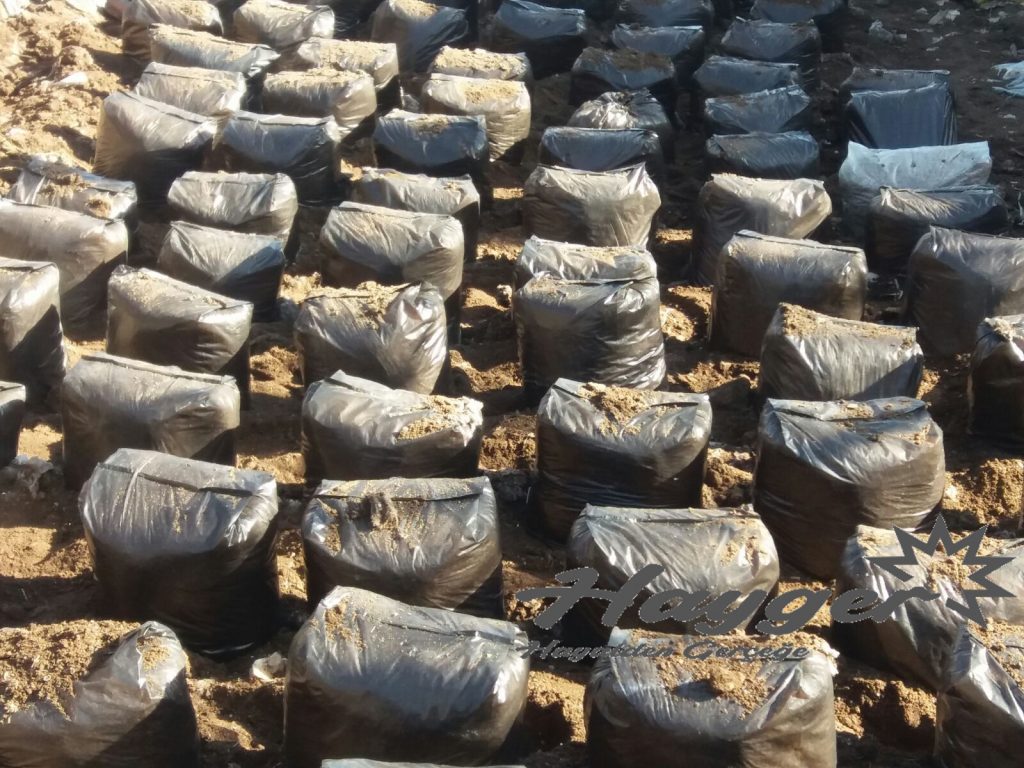 istiridye mantarı açık alan da kompostlar topraga yerleştirilerek üretim yapılır